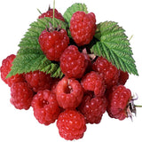 Raspberry Sweet - Food Grade Flavouring