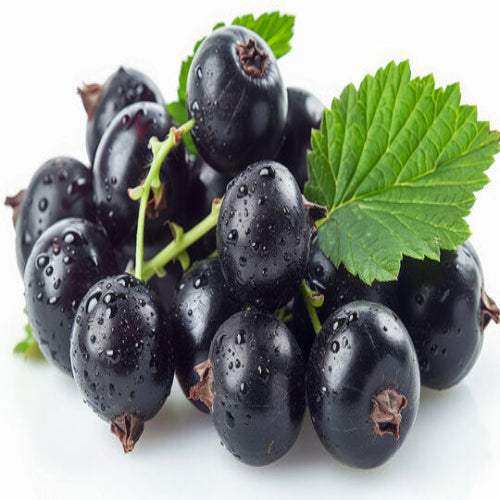 FRUITEEZ - Black Currant